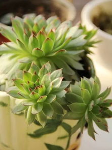 黑曜石的护佑：趋凶避吉与磁场生旺