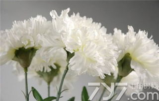 康乃馨究竟象征着哪些特定的感情和象征意义？