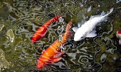 黜陟幽明是哪个生肖？打一生肖谜底是黜陟幽明吗？