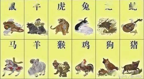 当代社会中的生肖实践案例分析