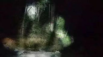 ：荒野古墓与阴阳草的玄学隐喻