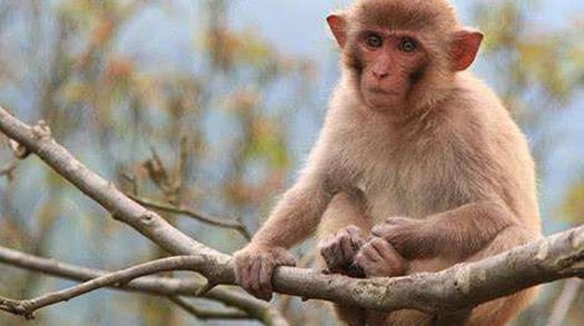 猴子的悲惨世界