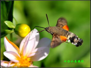 蜂种决定命运走向