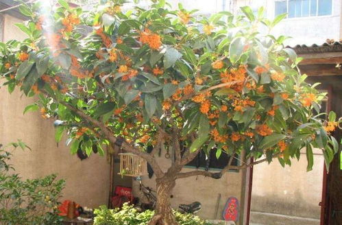 银杏树种植位置如何与风水相配合，才能成为十种最旺家庭盆栽之一？