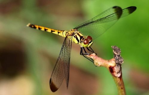 （一） 情投意合：爱情与婚姻的隐喻