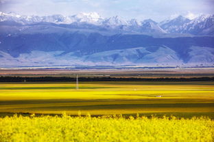 未来规划：恢复与防范的双重策略