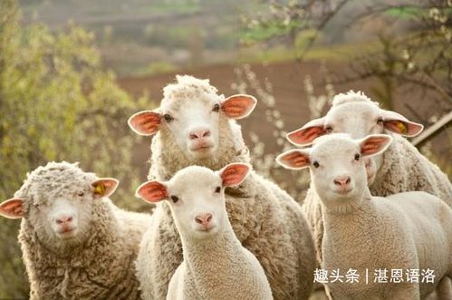 生肖羊：团队协作与和谐共生