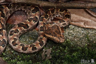 梦到被黑色的大蛇咬到脚，这究竟是什么预兆？