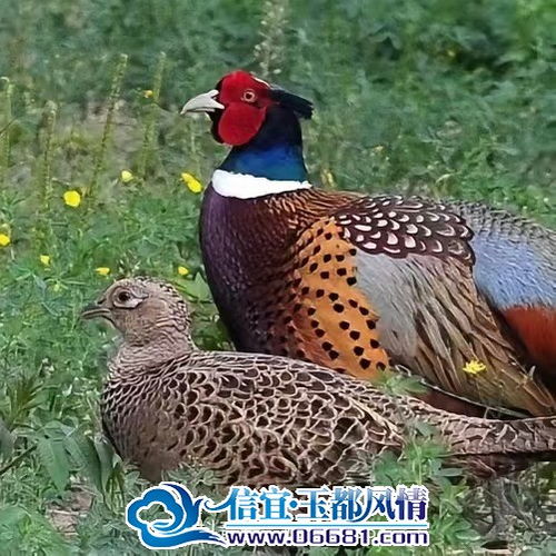 风水布局中的方位争议