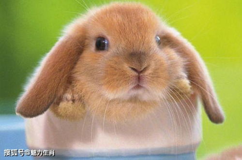 2026年属兔人是否会遭遇小人，1963年属兔人适合佩戴何物有何寓意？