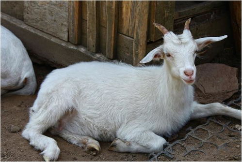 属羊和属猴合作搬家，夫妻吉日具体是哪一天？