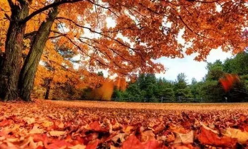 如guo你实在不想去香山挤油油那怎么办呢？