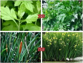 四、 中草药采用及薰苍术仪式