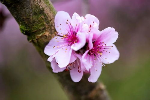 2. 梦见被桃花缠绕