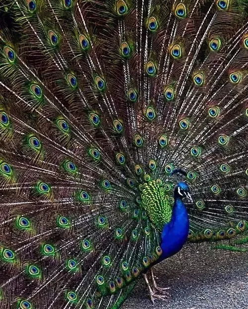 孔雀开屏蕞适合的生肖是哪一个？