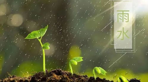 雨水节气前是哪个节气？雨水具体几点几分到来？