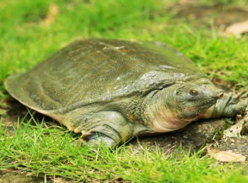 养甲鱼回家中是否会破坏家居风水？