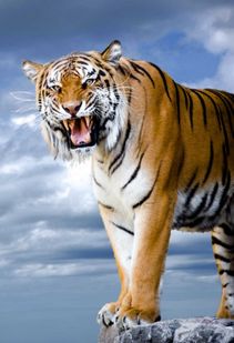 将后悔何及打一生肖，这个生肖是哪个呢？