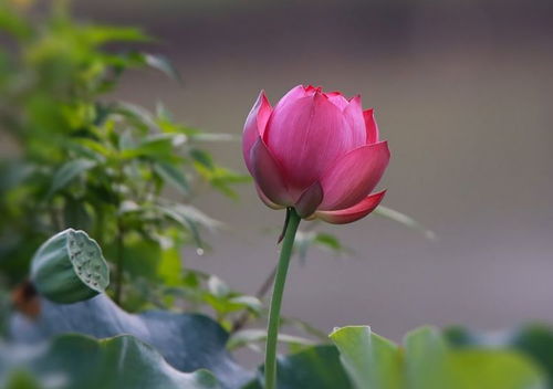 八字究竟可以决定哪些人生命运？八字真的能决定人的一生命运吗？