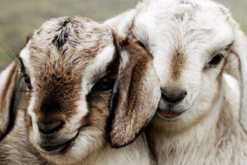 2026年属羊人的每月财运具体表现是怎样的？