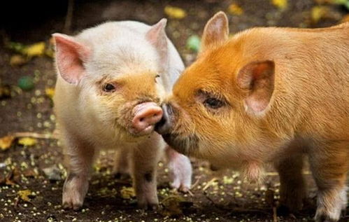 一、 研究背景及方法论阐释