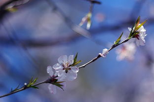 一、 生肖与星座视角下的桃花运势解析