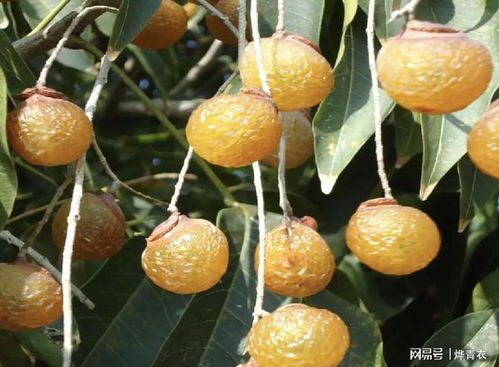 摘桂圆的梦也太爽了吧！