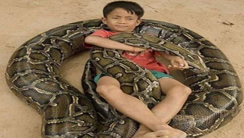 二、 传统方式解梦体系中的蛇象征及其性别指示