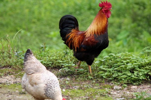 ：金鸡报喜——属鸡人士的整体命格特征