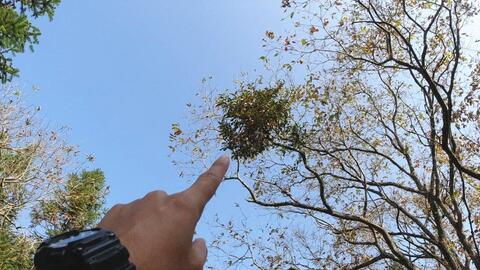 1. 传统方法：红布缠树法、寺庙拜祭