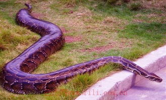 属蛇的人出生在哪个月份最为吉祥？属鼠的人又该选择哪个月份出生更佳？