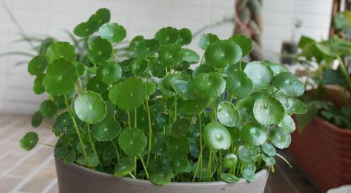 ：风水学说中植物生财的哲学意蕴与环境心理学基础