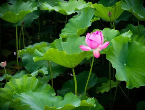 二、  未月壬水的用神选择：综合考量与