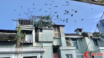 风水学视角下的鸽子象征与屋顶布局