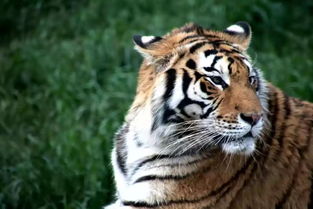 2026年98年属虎女性财运如何？运势怎样？