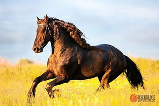 1990年属马的十月出生男性婚姻状况如何，有何特点？