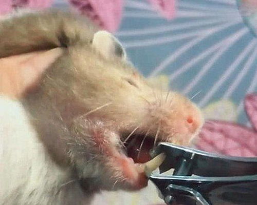 女人梦见被仓鼠咬，这究竟预示着什么不祥的征兆呢？