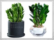 8. 铜钱草（Lysimachia christinae）