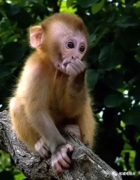 2016年属猴人2026年农历八月运势及2026年属猴人各月运势具体如何？