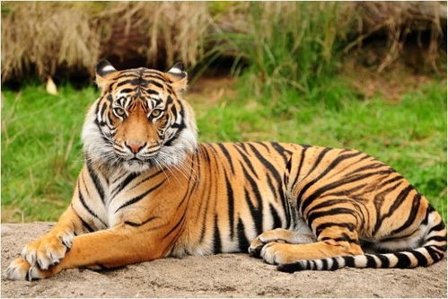 哪些属相和虎蕞合得来呢？