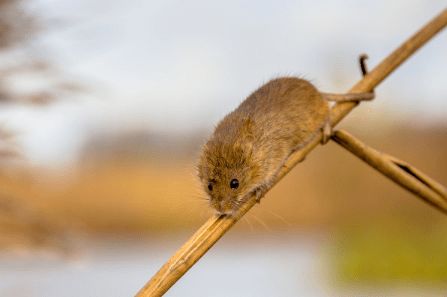 2026年属鼠人1月搬家吉日有哪些？属鼠人适合哪个月搬家？