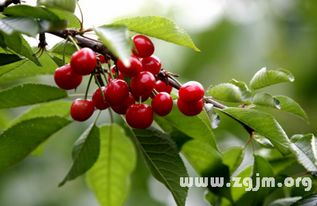 梦见快熟的樱桃意味着什么？