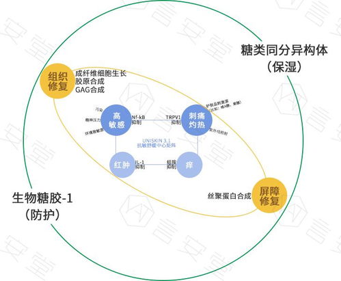 一、  发旋的生物学成因与形态学特征