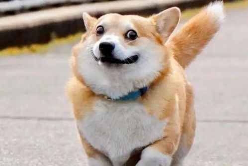 2026年属狗的人挂什么生肖吉祥物，事业运势中哪些吉星会助力？