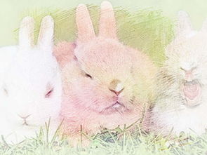 属兔男与哪个属相相克，意味着他们之间会有怎样的不和谐因素？