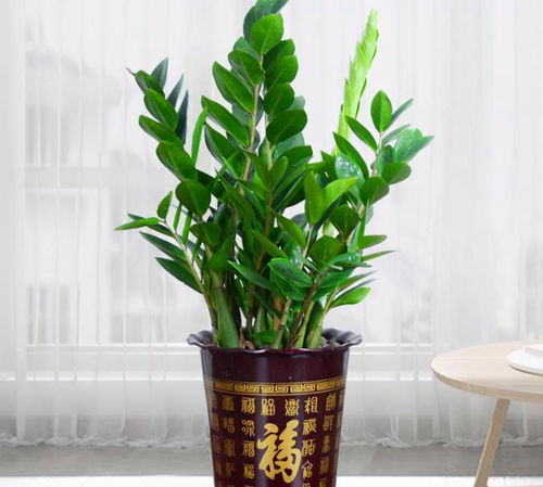 富贵竹摆放在暗财位对招财有利吗？