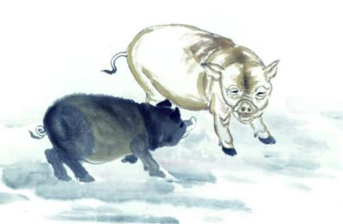 1947年属猪2026年感情运和71年属猪2026年财运婚姻如何？