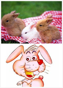 63年属兔的阳历七月运势如何，其吉祥物代表什么含义？