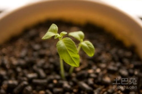 三、 季节时机选择及根系移植细则