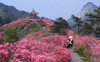 麻城杜鹃花旅游攻略：别再跟风“花海打卡”， 这里藏着湖北最野的春日浪漫